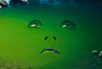 Oase face
