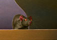 new world rat
